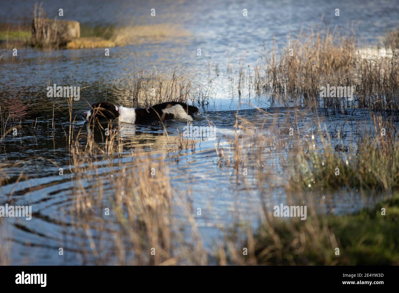 English Springer Spaniel Stockfoto