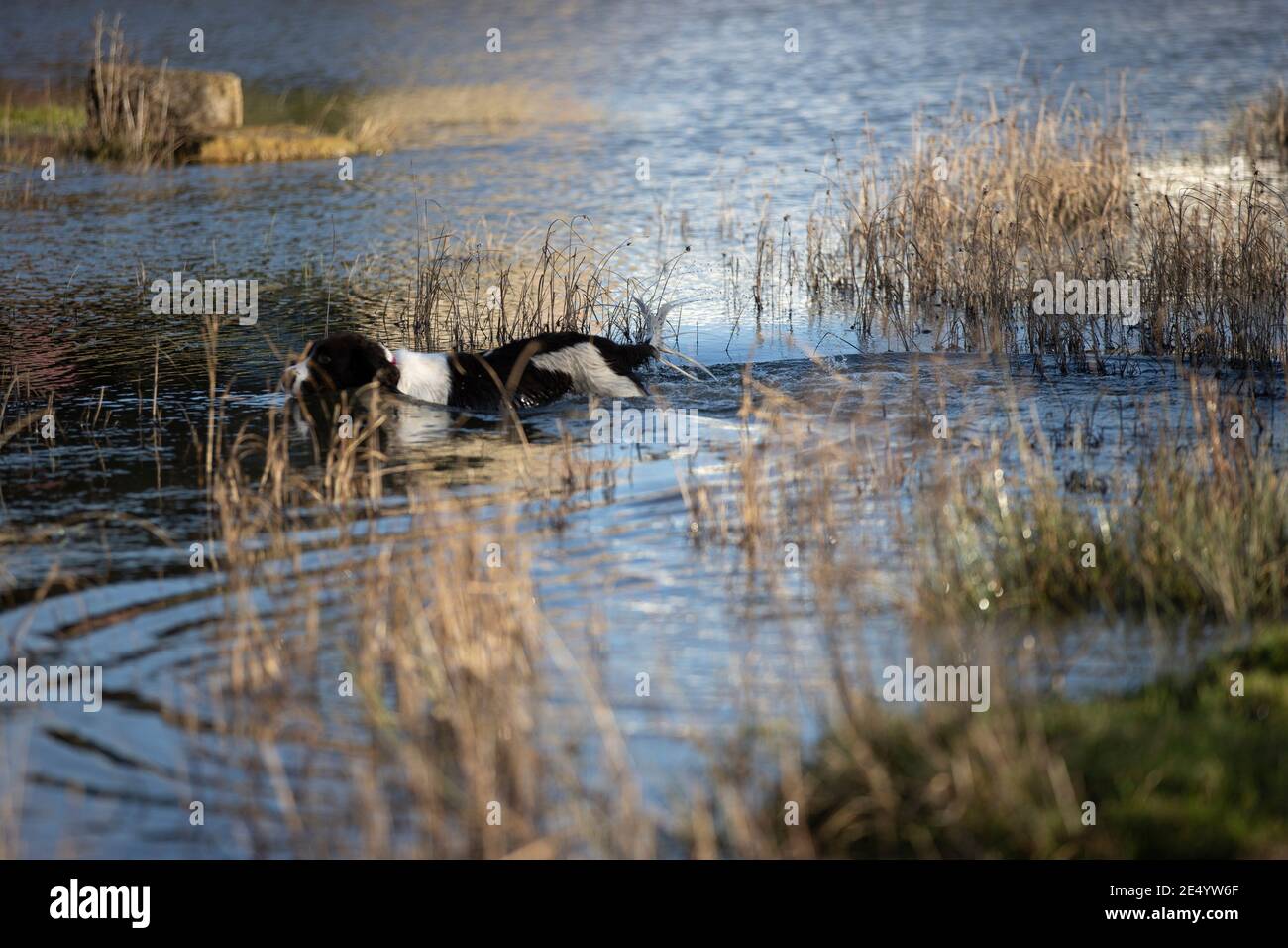 English Springer Spaniel Stockfoto