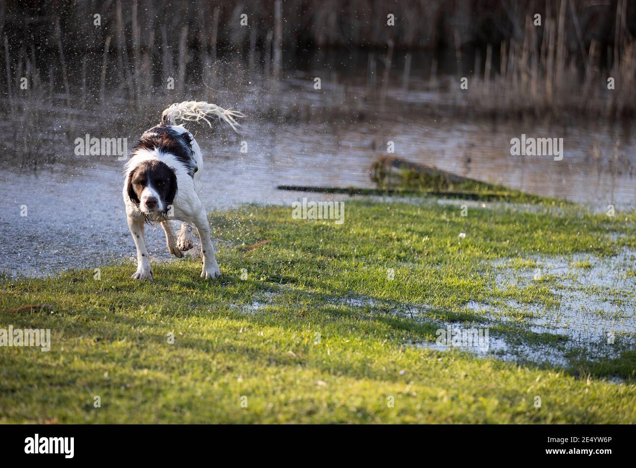 English Springer Spaniel Stockfoto
