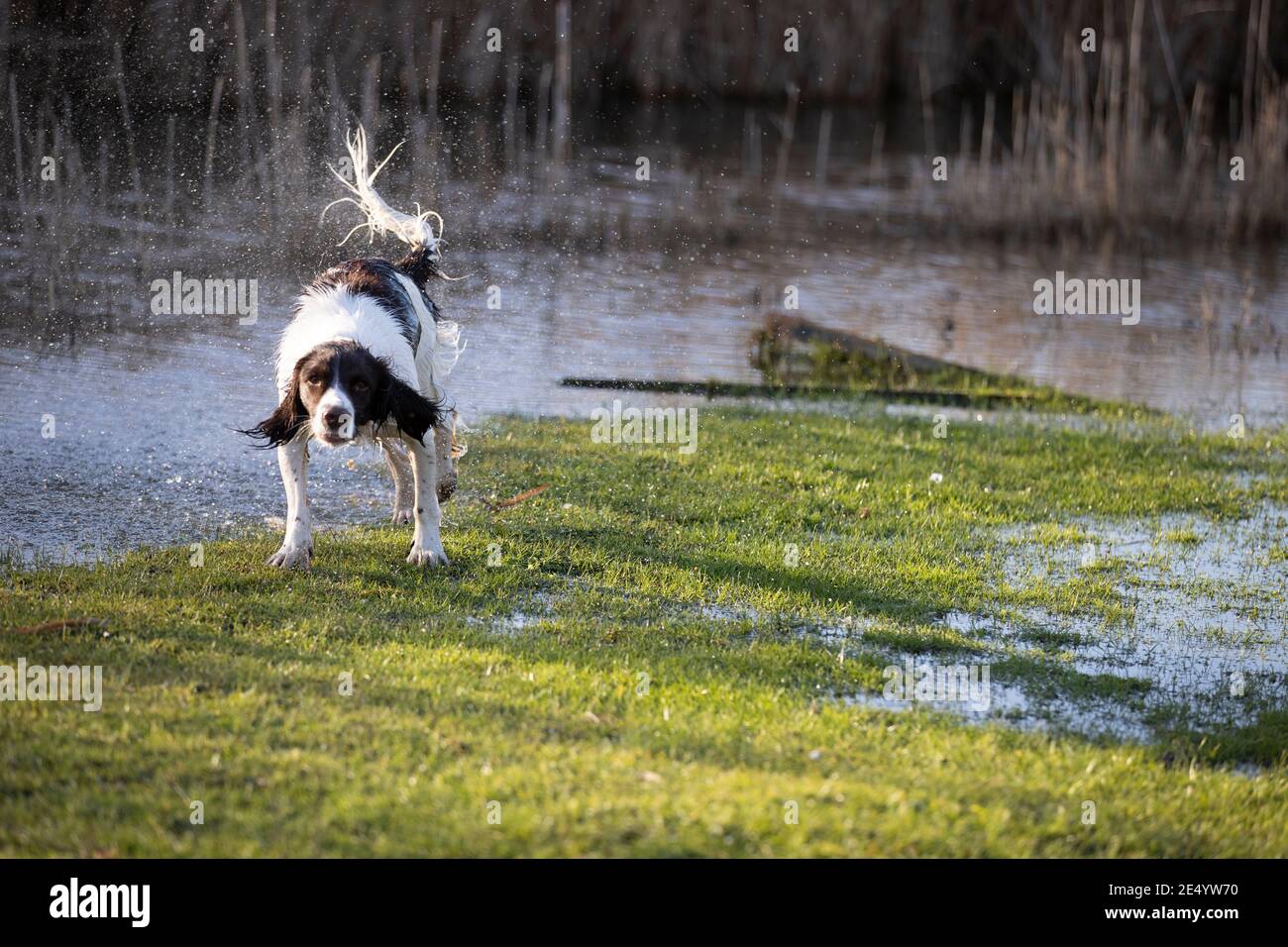 English Springer Spaniel Stockfoto