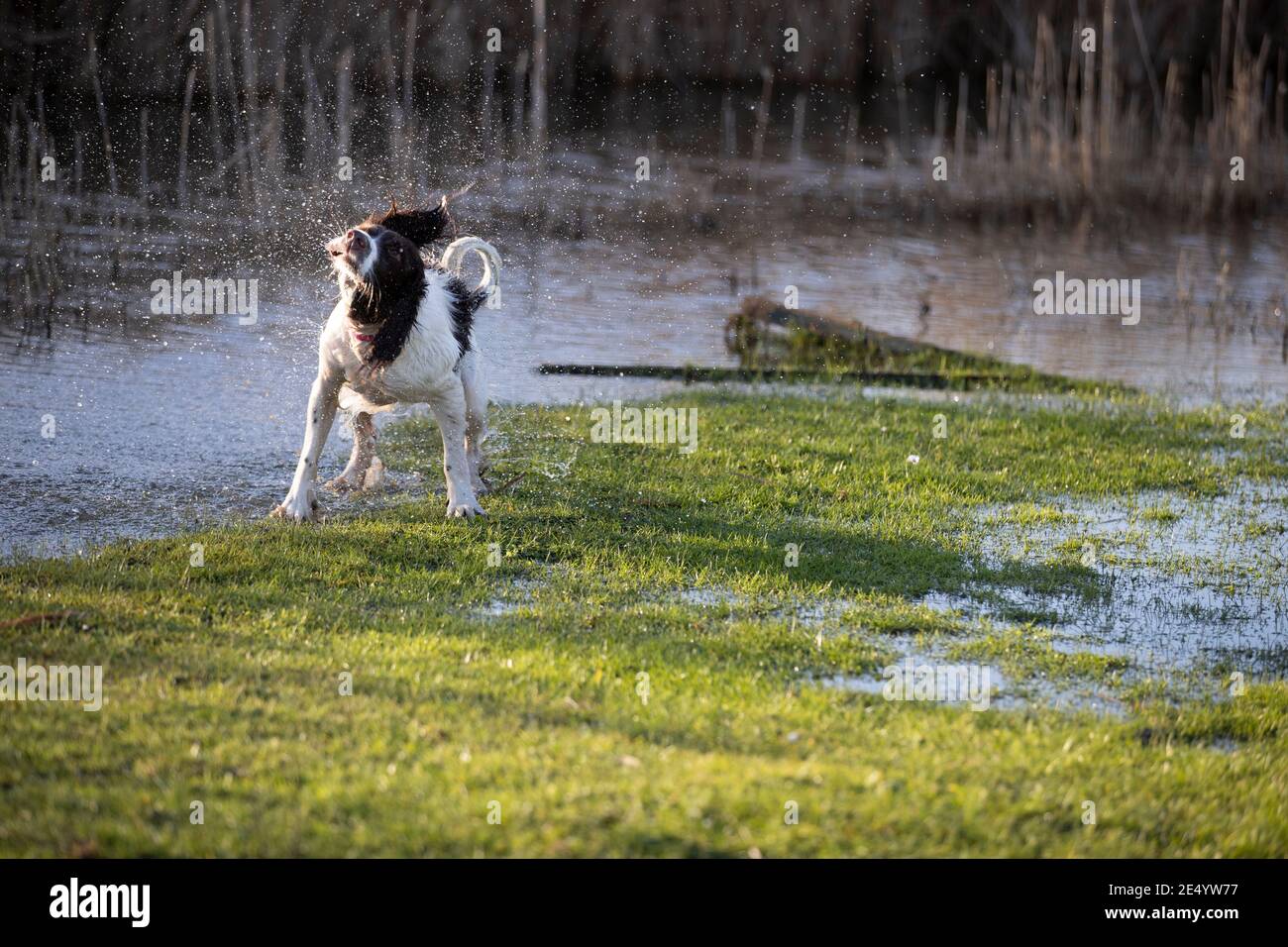 English Springer Spaniel Stockfoto