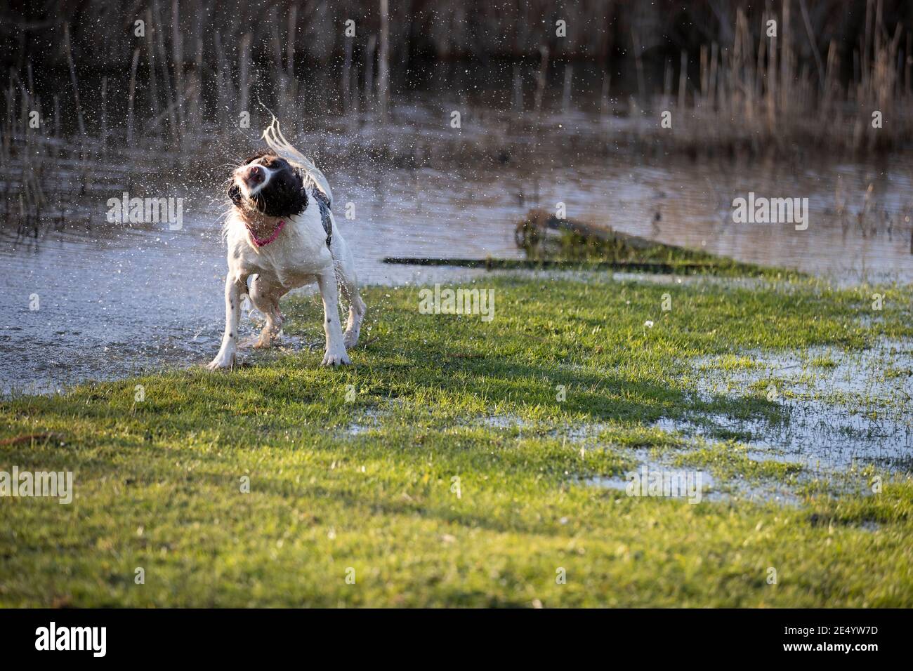 English Springer Spaniel Stockfoto
