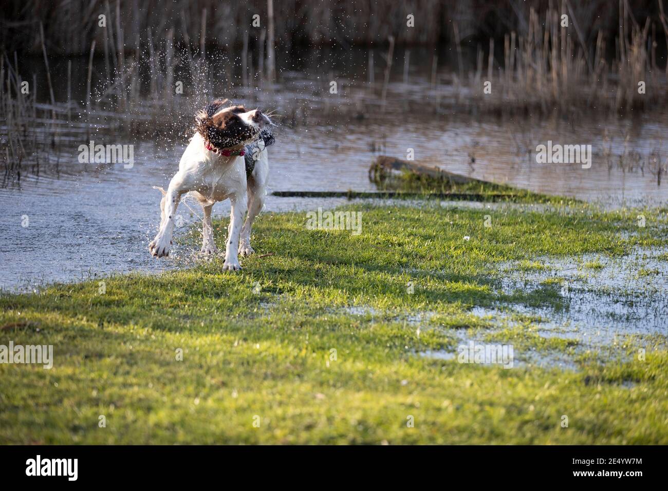 English Springer Spaniel Stockfoto