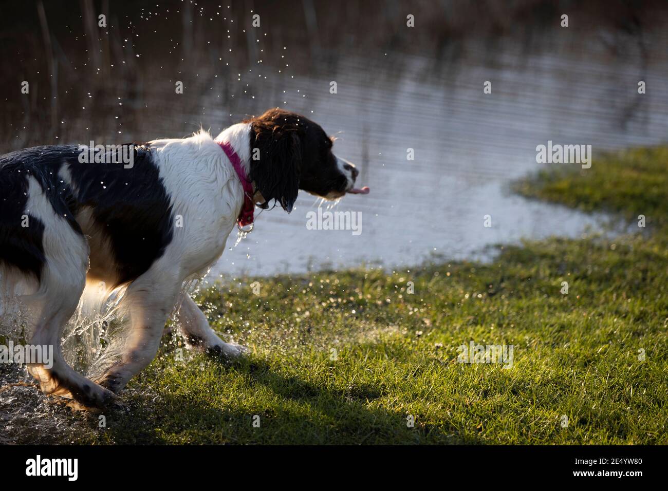 English Springer Spaniel Stockfoto
