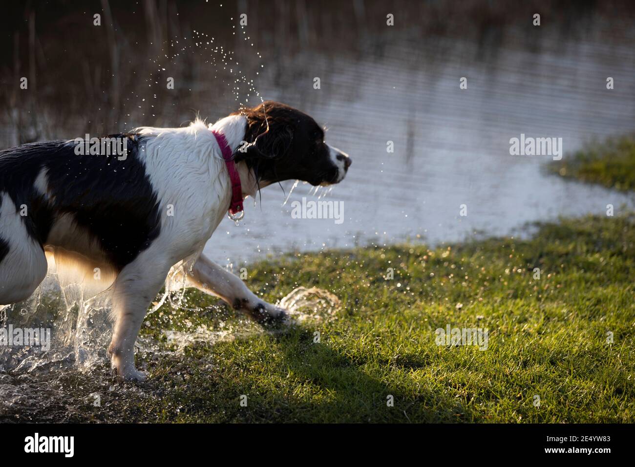 English Springer Spaniel Stockfoto