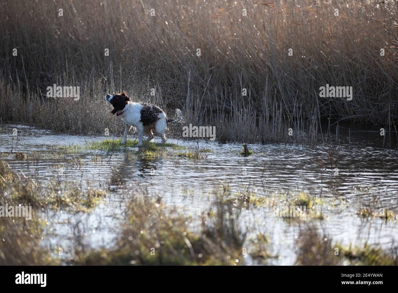 English Springer Spaniel Stockfoto