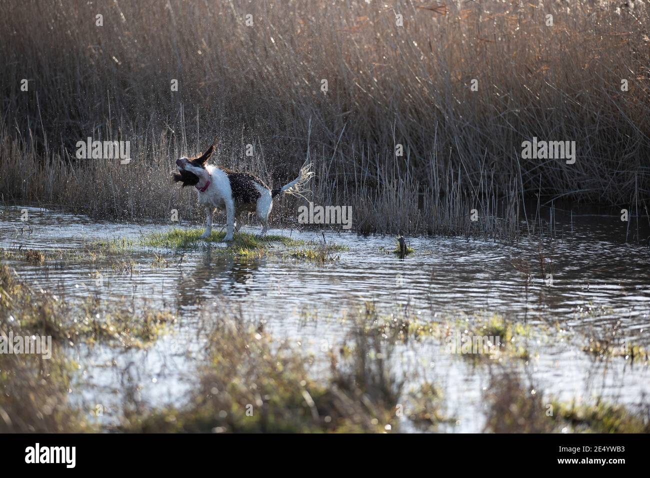 English Springer Spaniel Stockfoto