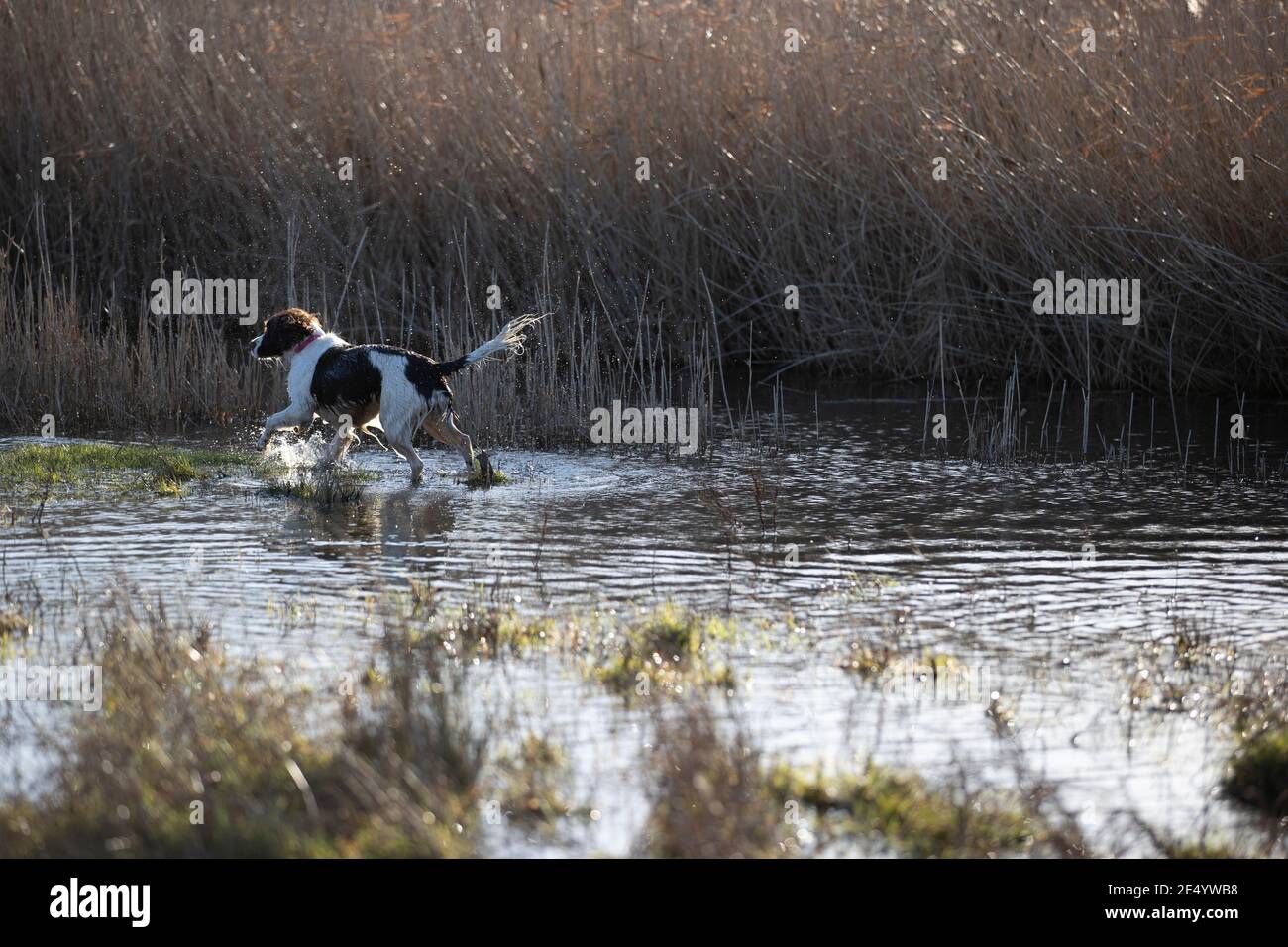 English Springer Spaniel Stockfoto