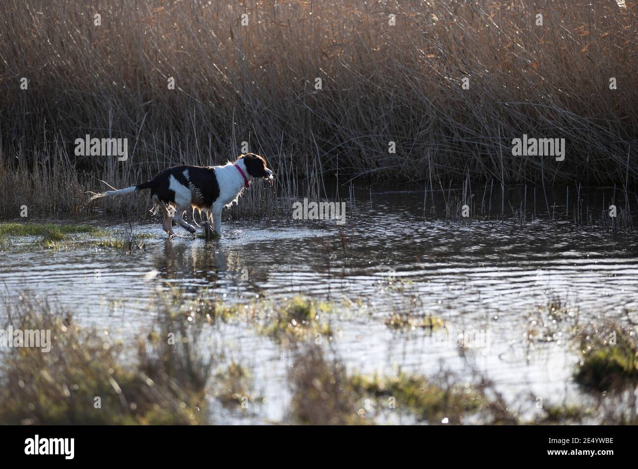 English Springer Spaniel Stockfoto