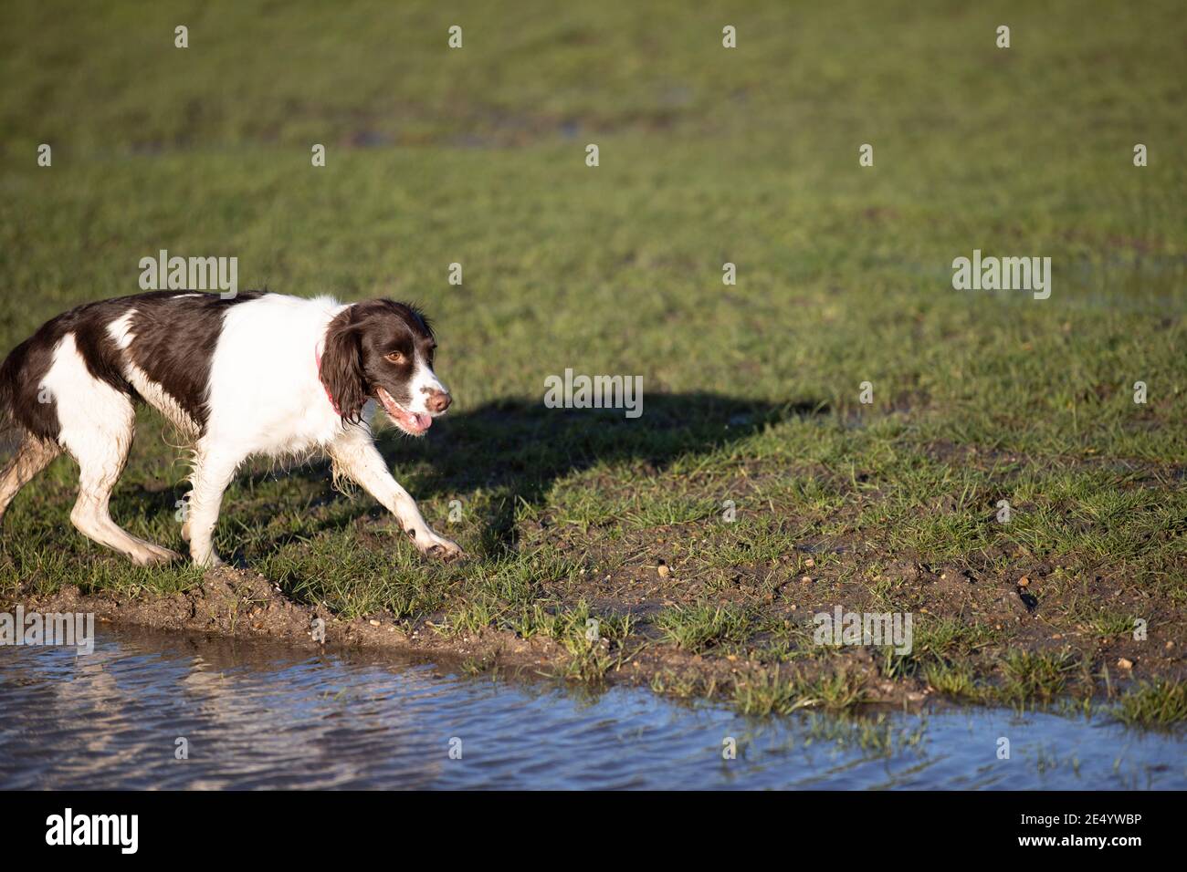 English Springer Spaniel Stockfoto