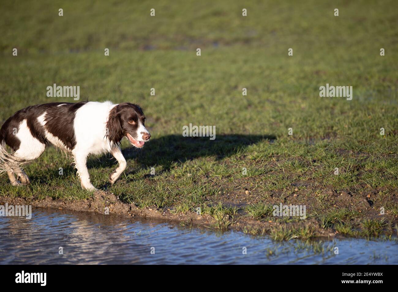 English Springer Spaniel Stockfoto