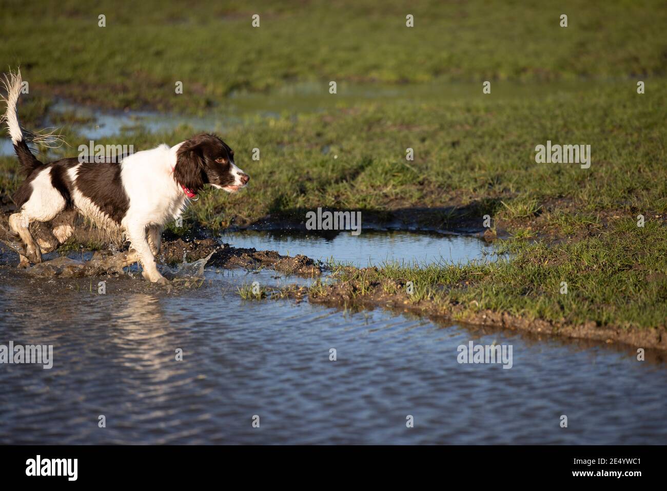 English Springer Spaniel Stockfoto
