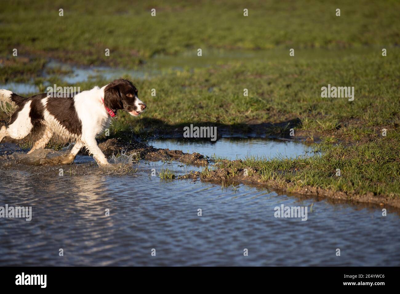 English Springer Spaniel Stockfoto