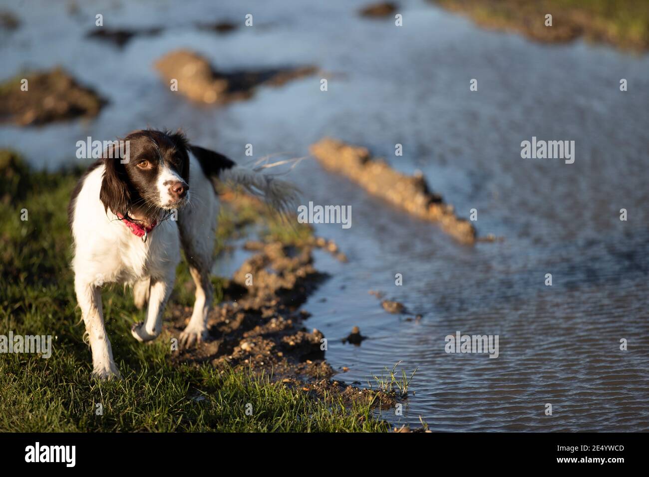 English Springer Spaniel Stockfoto
