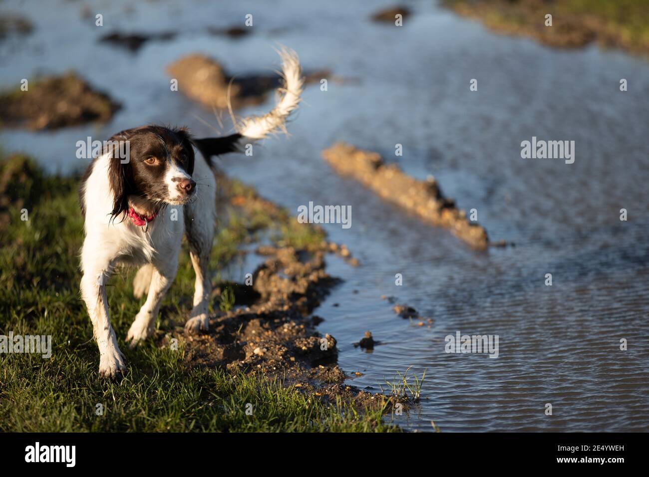 English Springer Spaniel Stockfoto