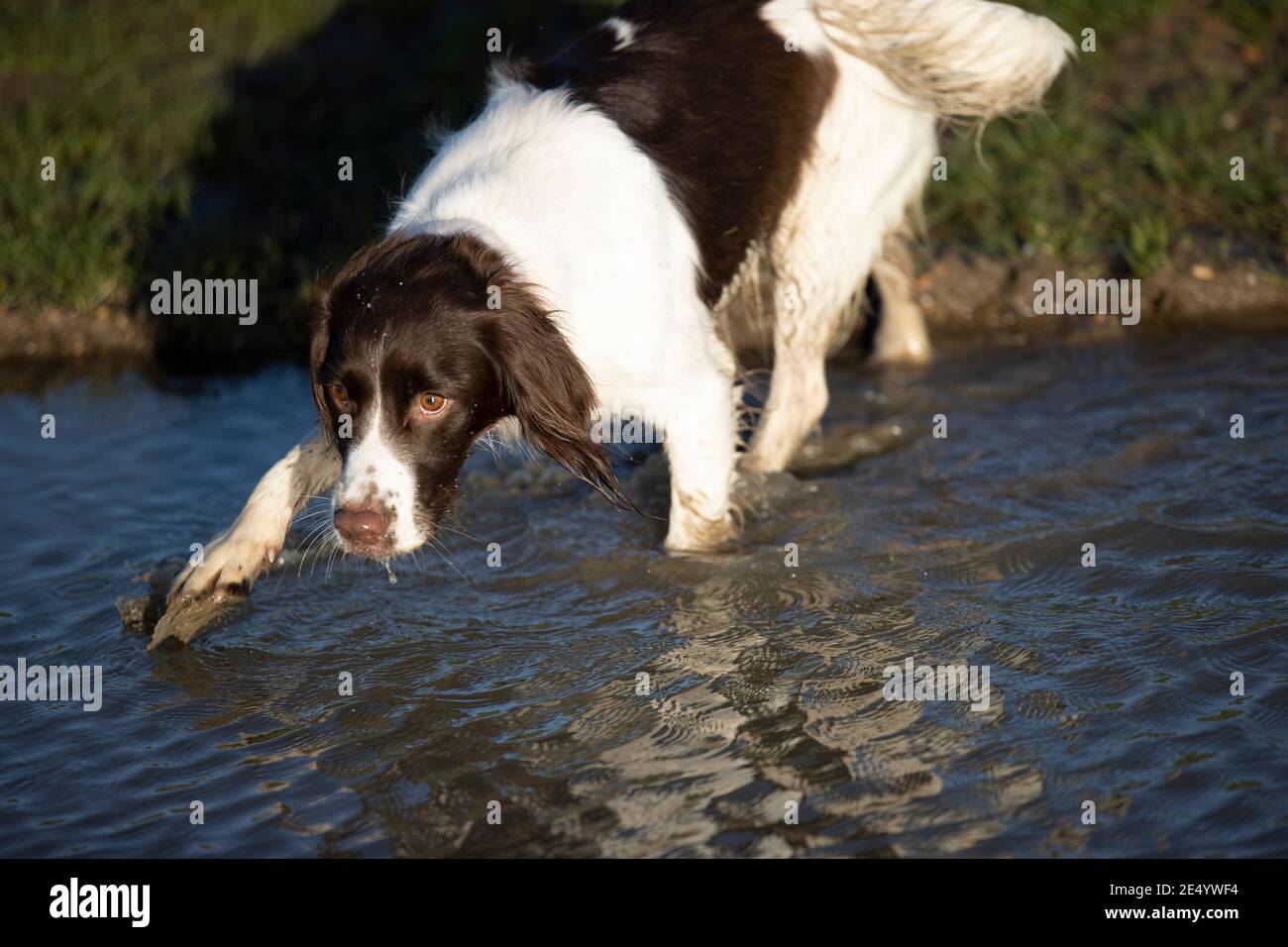 English Springer Spaniel Stockfoto