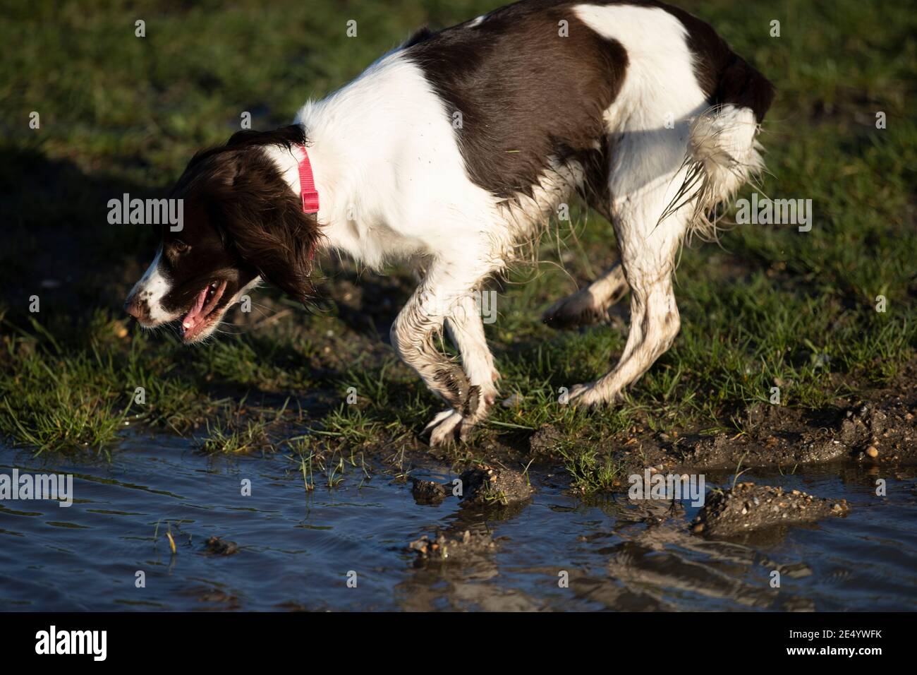 English Springer Spaniel Stockfoto