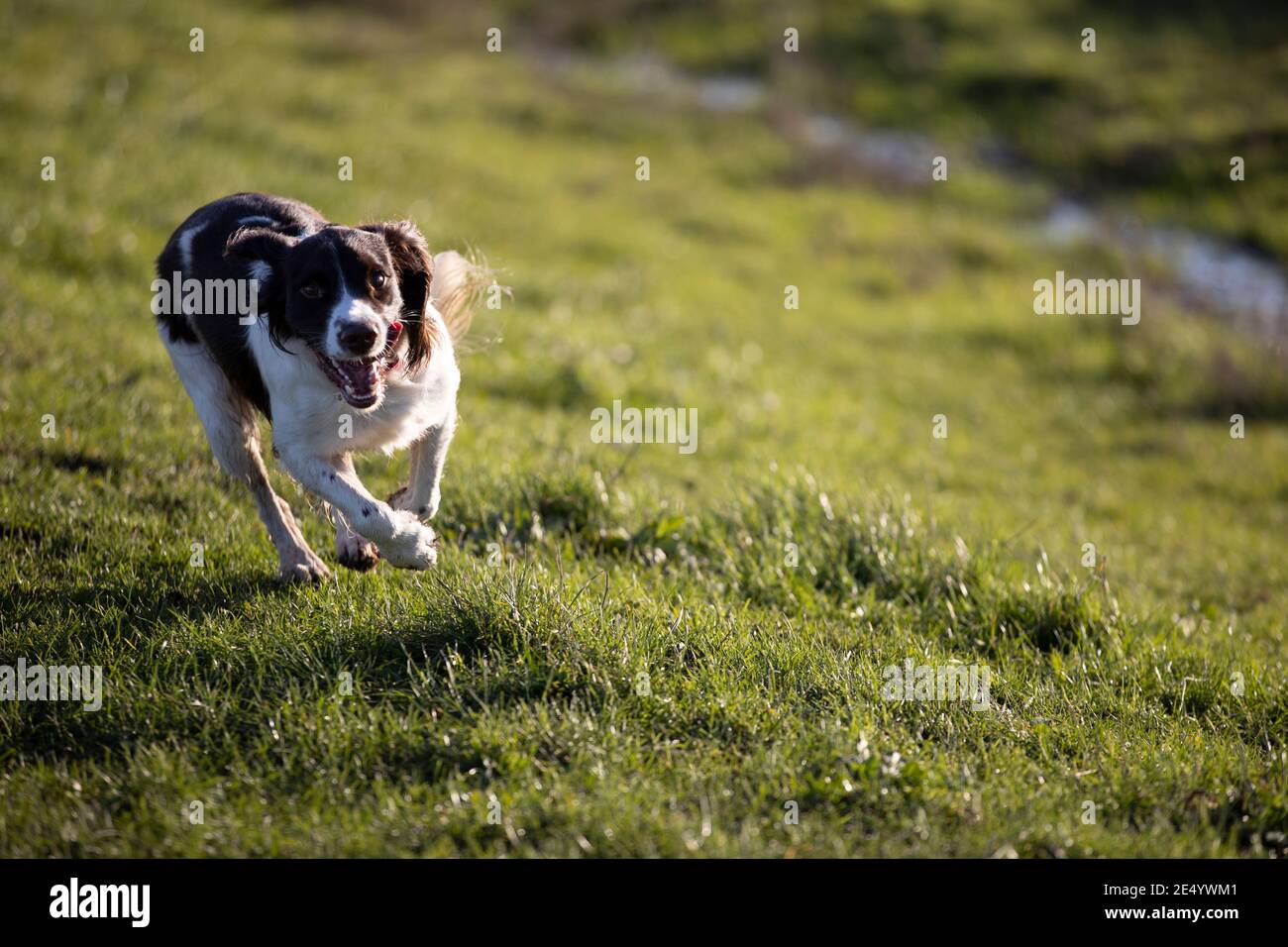 English Springer Spaniel Stockfoto