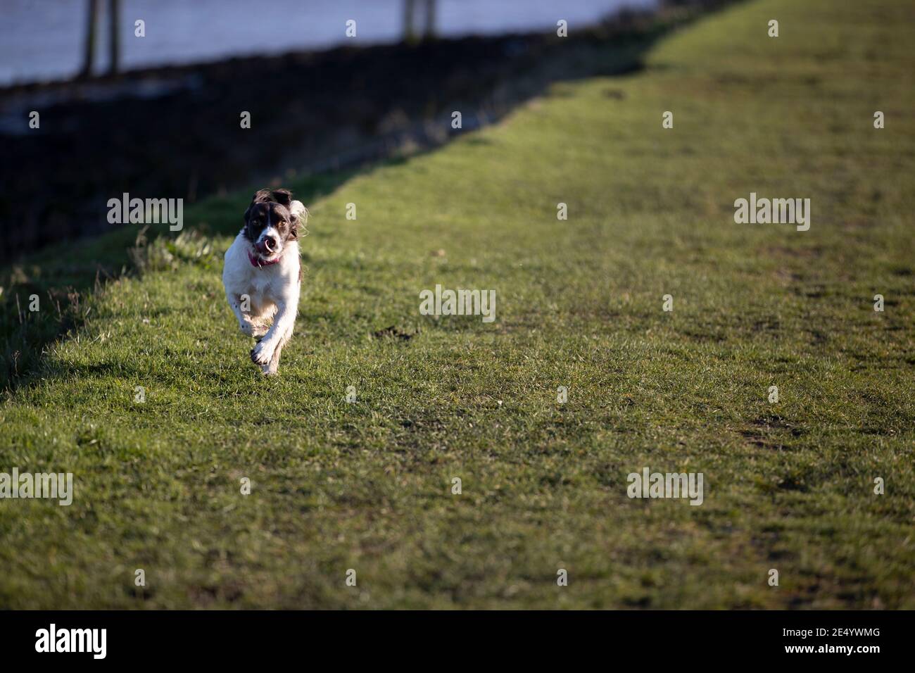 English Springer Spaniel Stockfoto