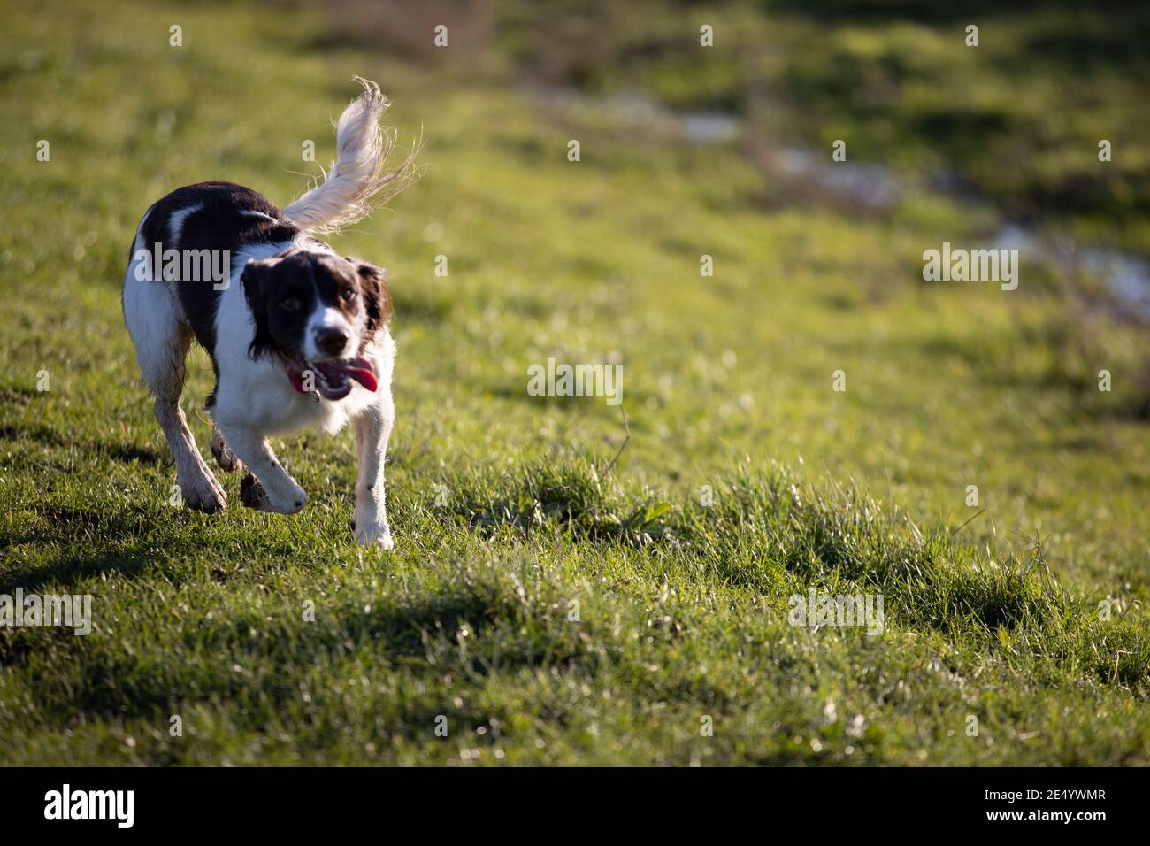 English Springer Spaniel Stockfoto