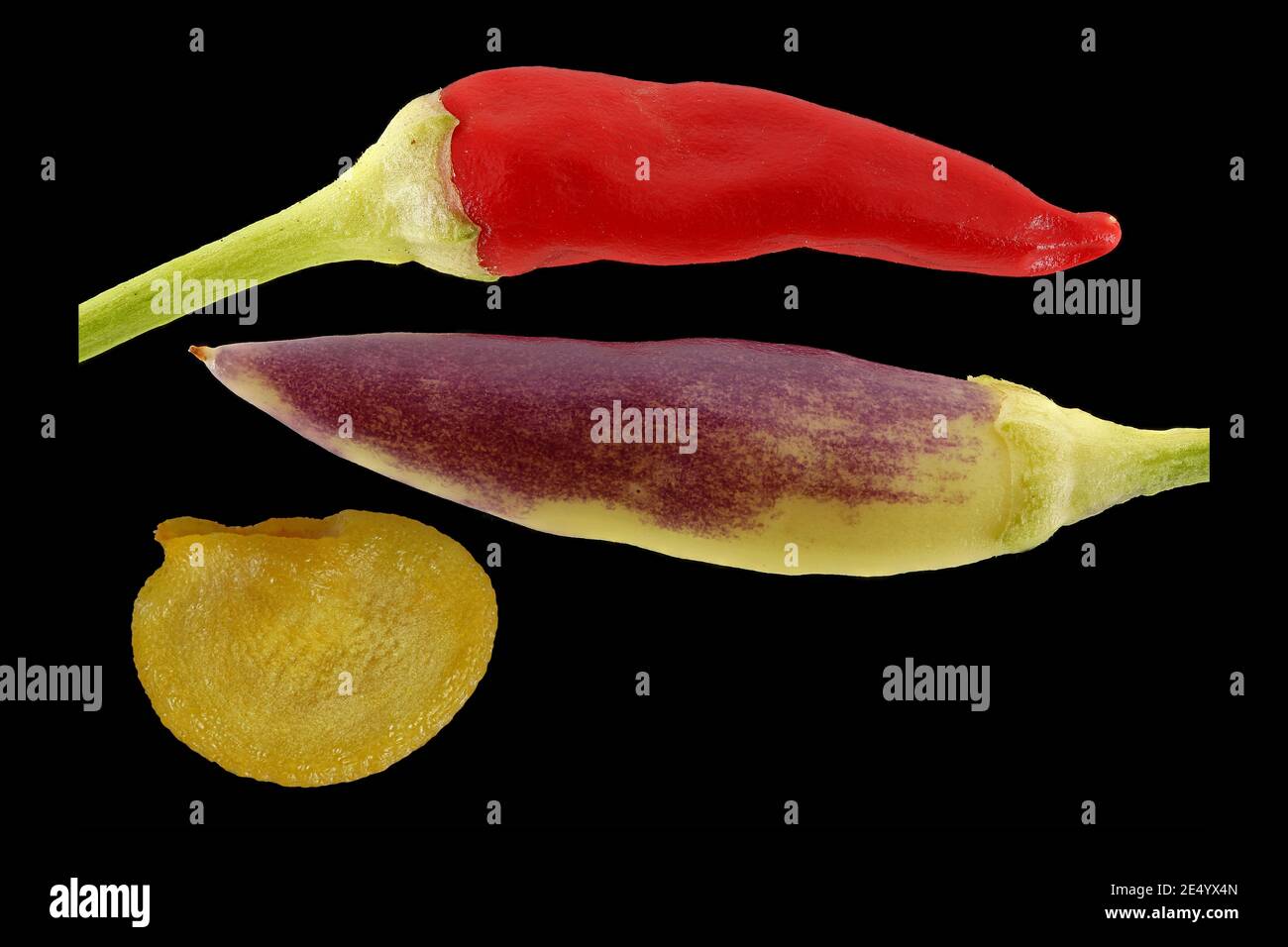 Capsicum annuum, Chili pepper, Spanischer Pfeffer, close up, Früchte und Samen Stockfoto