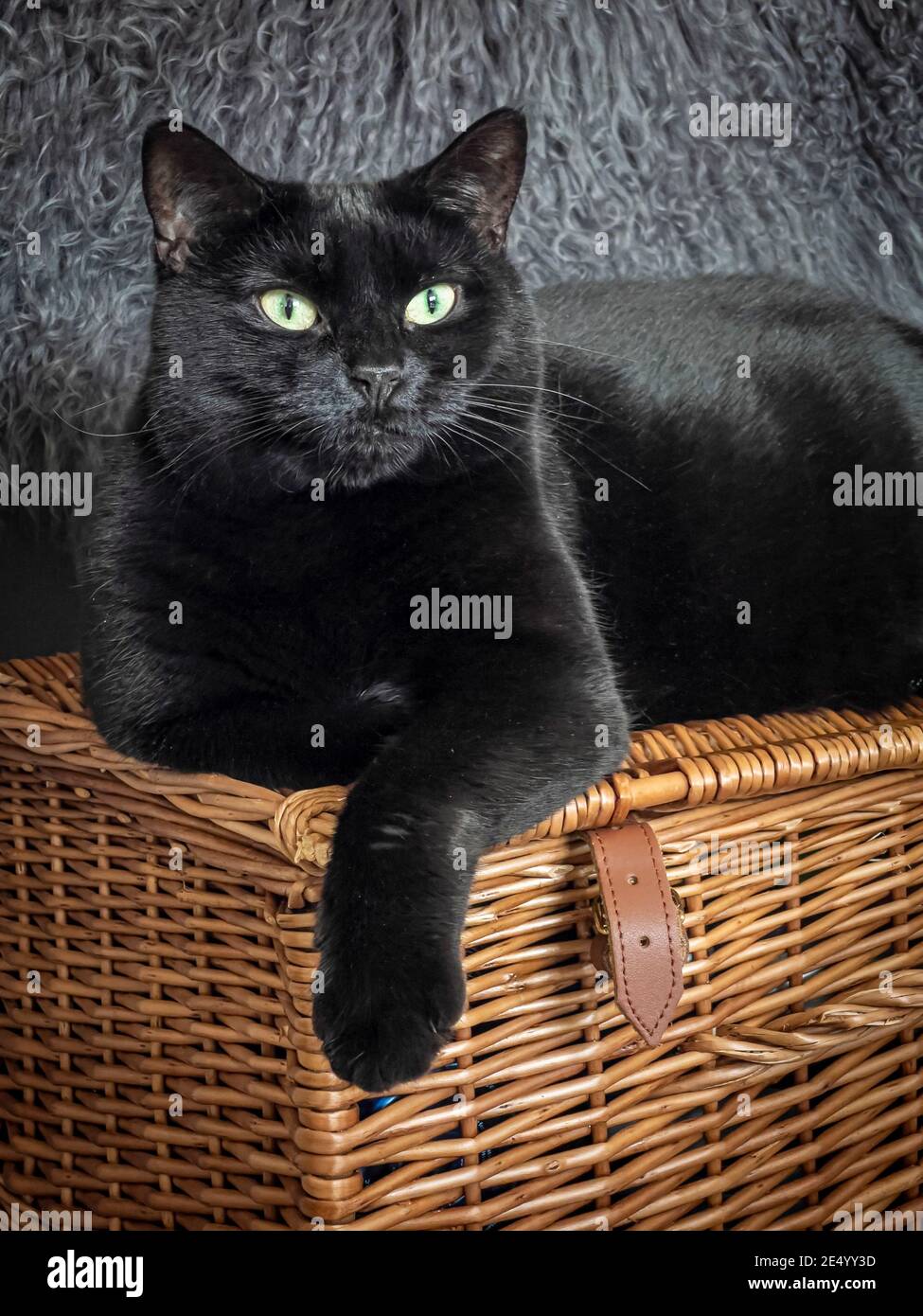 Schwarze Katze saß auf dem Korbkorb Stockfoto