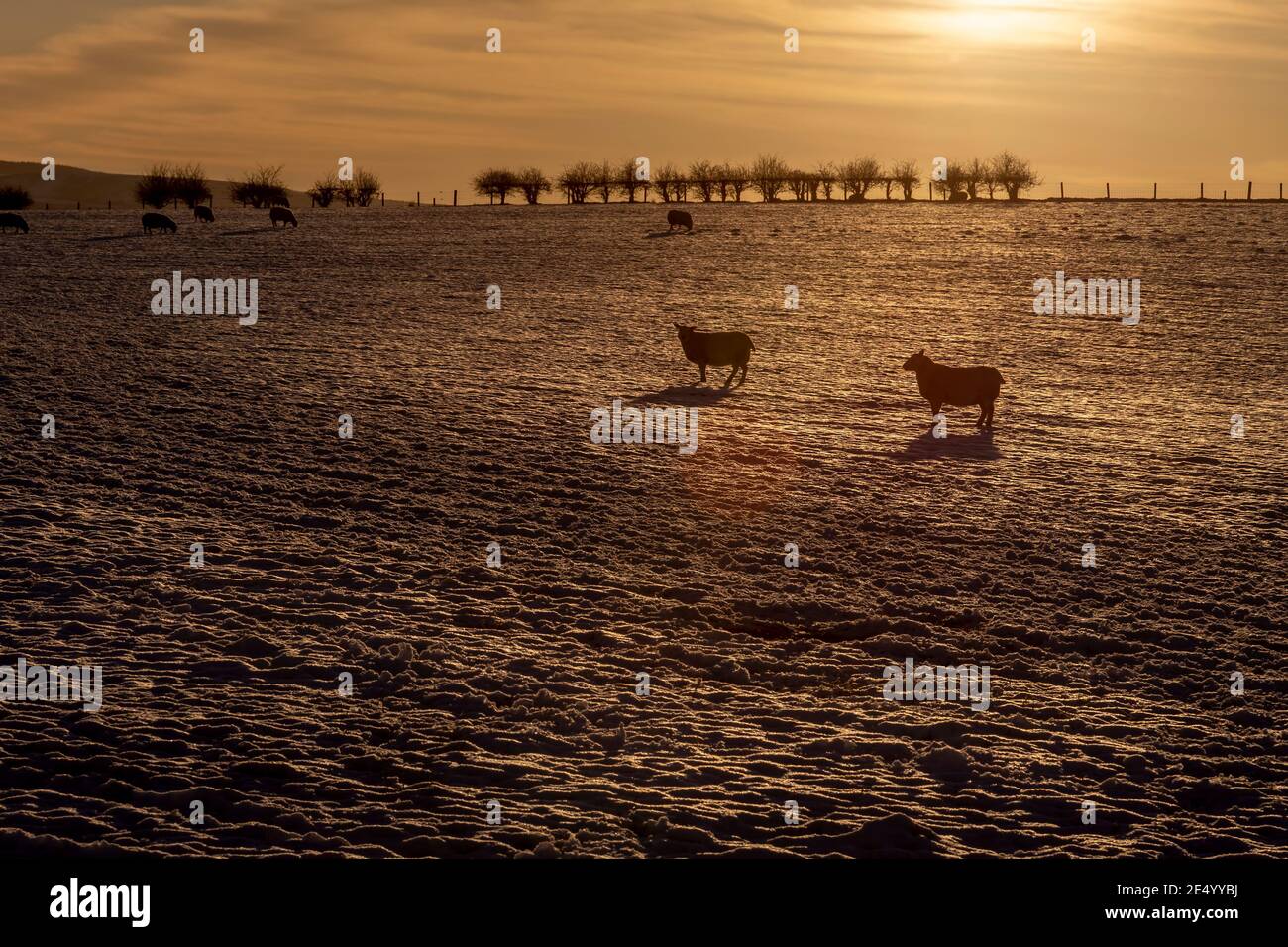 Schafe in einem Feld bei Sonnenuntergang Stockfoto