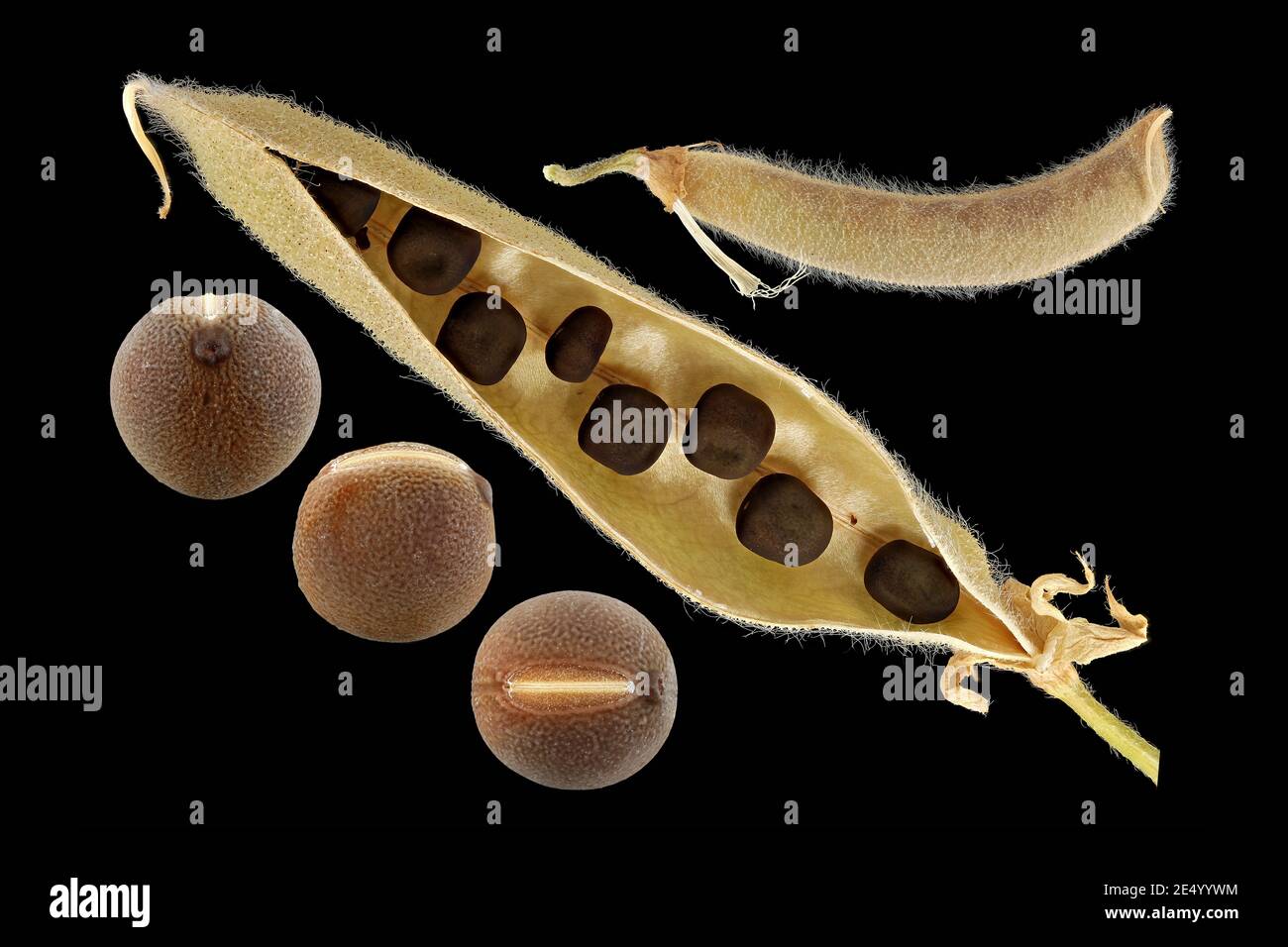 Lathyrus odoratus, süße Erbse, Duftende Platterbse, Nahaufnahme, Früchte und Samen, Samenschote Stockfoto