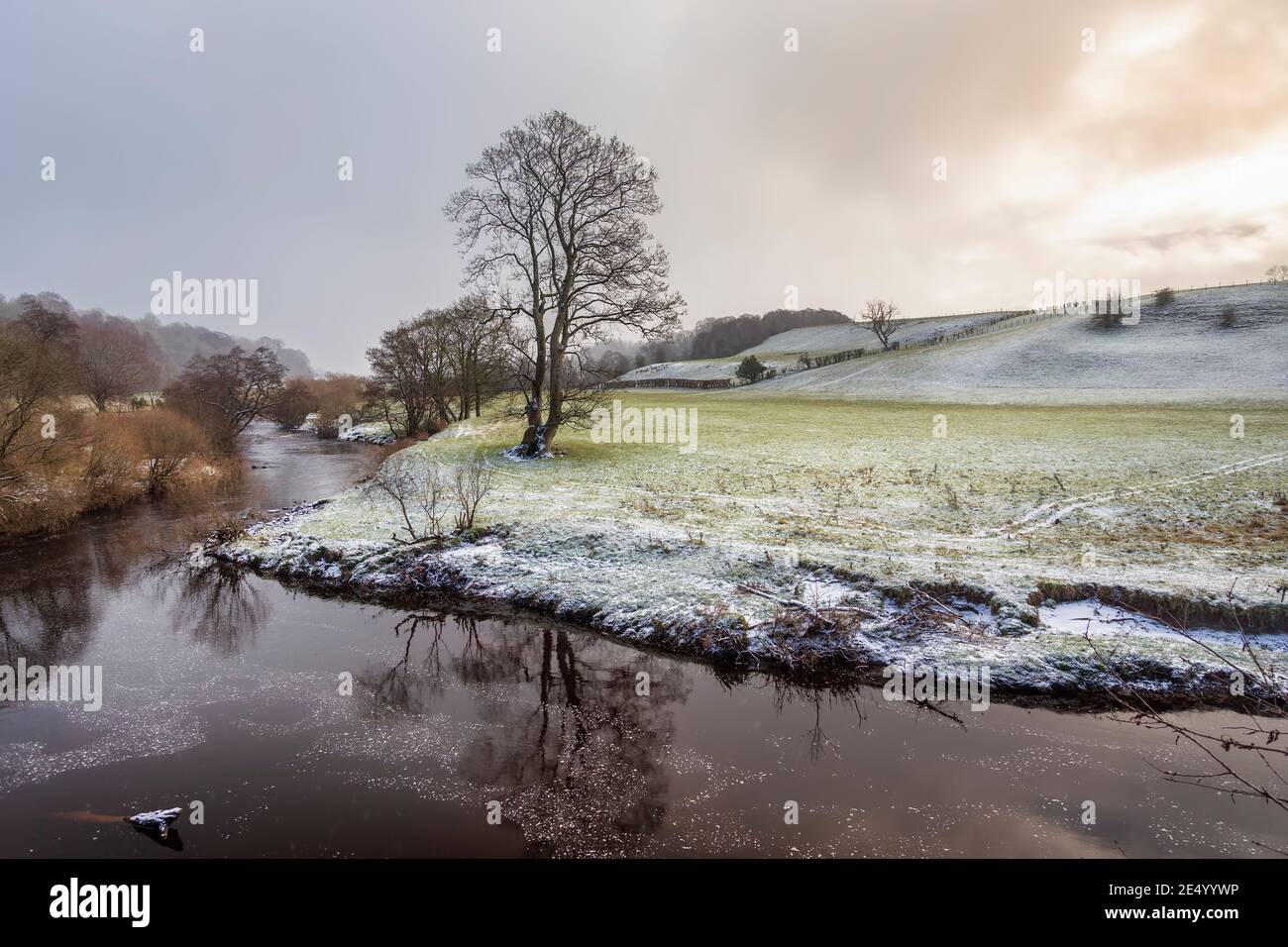 Baum am Fluss bei Ochiltree Stockfoto