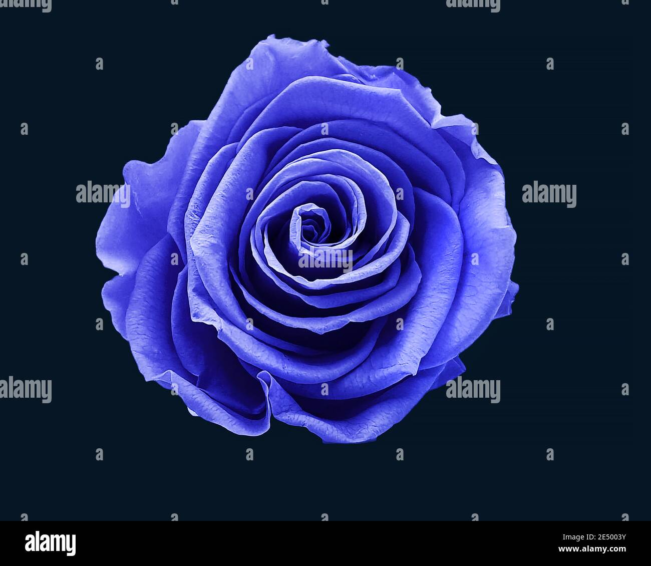 Wunderbare blaue Rosen für den Tag der Liebe, valentinstag  Stock-Vektorgrafik - Alamy