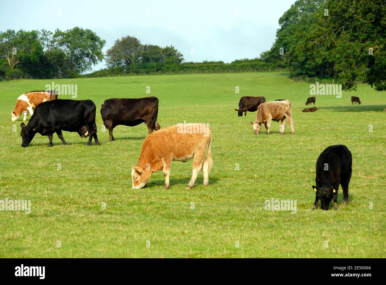 Kühe grasen auf einem Feld, England Stockfoto