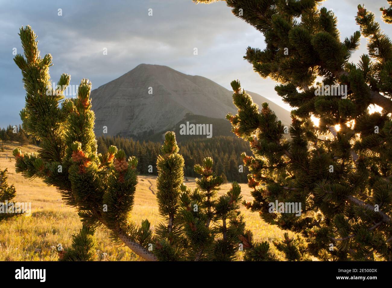 Eine Limberkiefer (pinus flexilis) umrahmt den West Spanish Peak bei Sonnenaufgang im südlichen Colorado, USA. Stockfoto