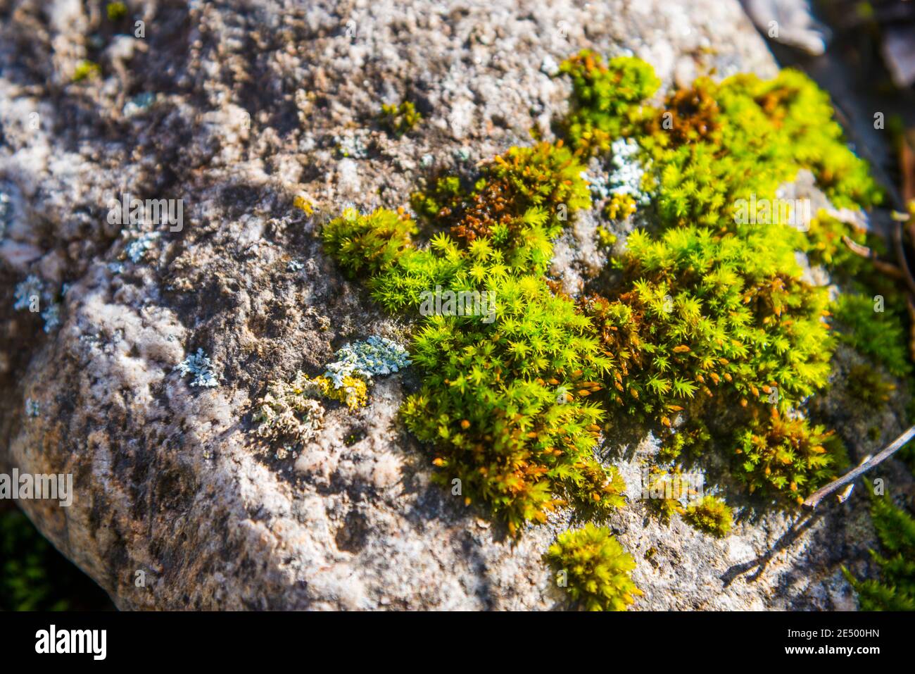 Moos auf Felsen. Stockfoto