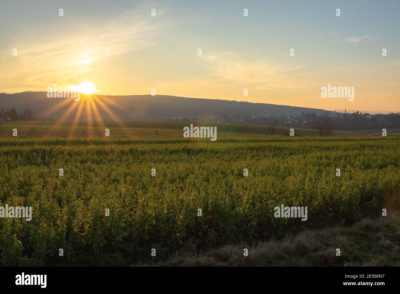 Sonnenuntergang auf dem Feld, Blick vom Boden, Frontlicht Stockfoto