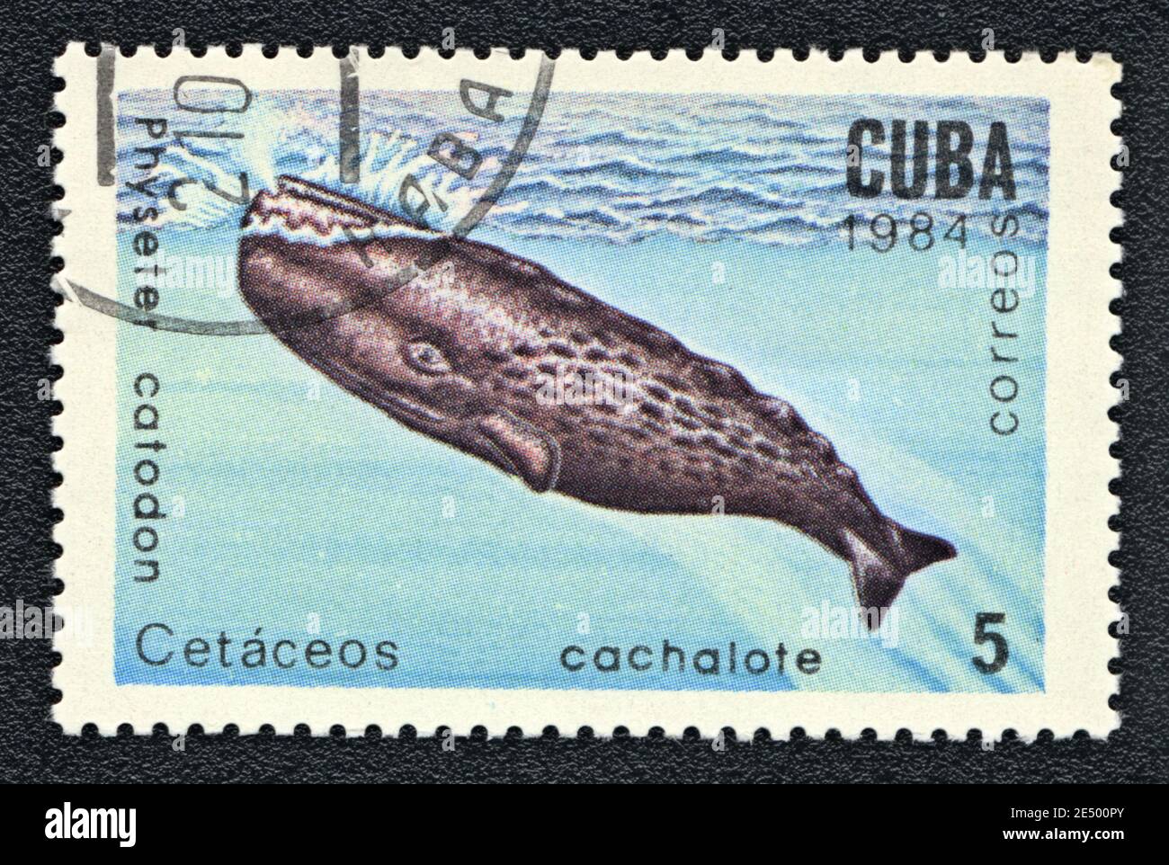 Stempel gedruckt in Kuba zeigt einen Cachalot (Physetter Catodon), Serie 'Sea Säugetiere', um 1984 Stockfoto