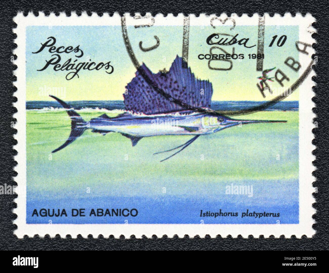 Stempel gedruckt in Kuba zeigt einen Pelagic Fish Istiophorus platypterus, Serie, um 1981 Stockfoto