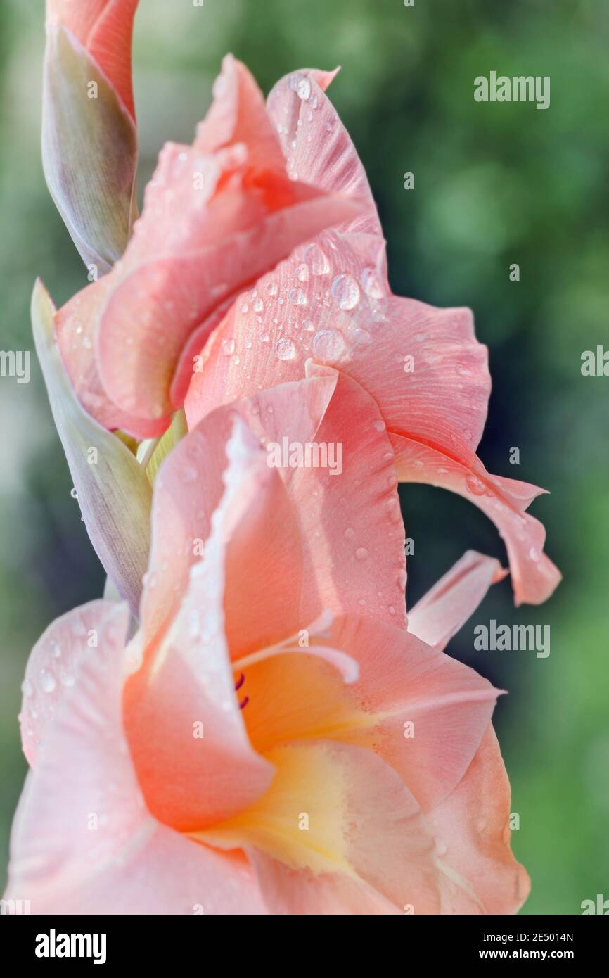 Große charmante echte pfirsichfarbenen blühenden Gladiolus im Sommergarten Stockfoto