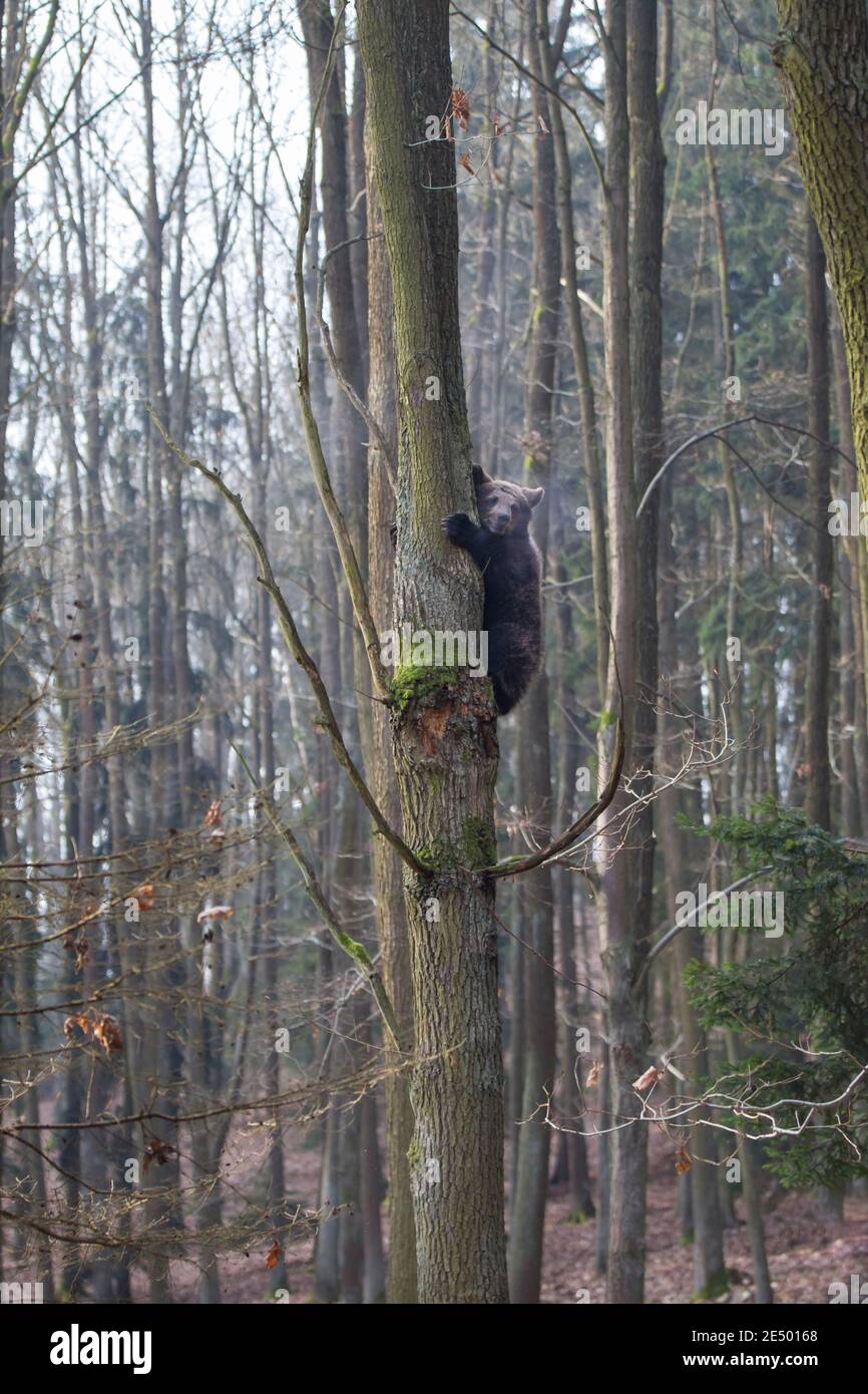 Braunbaer, Ursus arctos, Braunbär Stockfoto