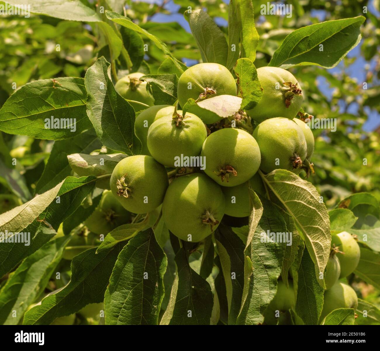 Hübsche grüne Äpfel auf Zweig am sonnigen Tag für die Zukunft Stockfoto