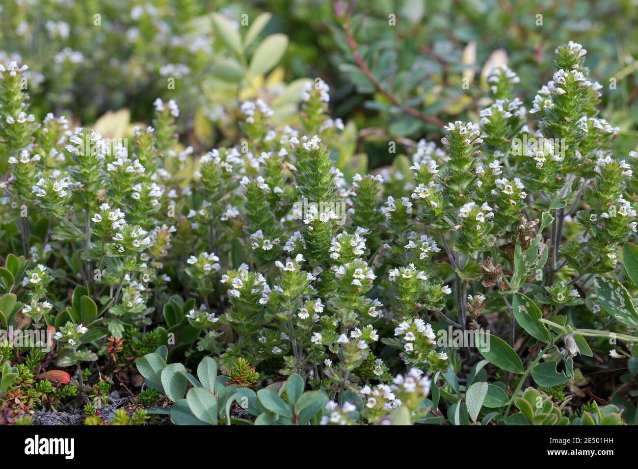 Nordischer Augentrost, skandinavischer Augentrost, Augentrost, Euphrasia frigida, Northern eyebell, eyebell, Island, Island Stockfoto