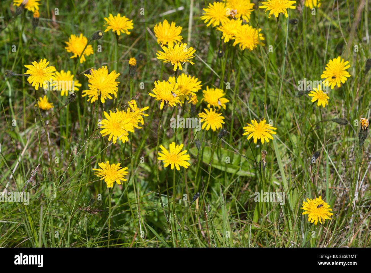 Herbst-Löwenzahn, Herbstlöwenzahn, Herbst-Schuppenlöwenzahn, Scorzoneroides autumnalis, Leontodon autumnalis, herbstliche Falkbit, Fall Löwenzahn, le liond Stockfoto