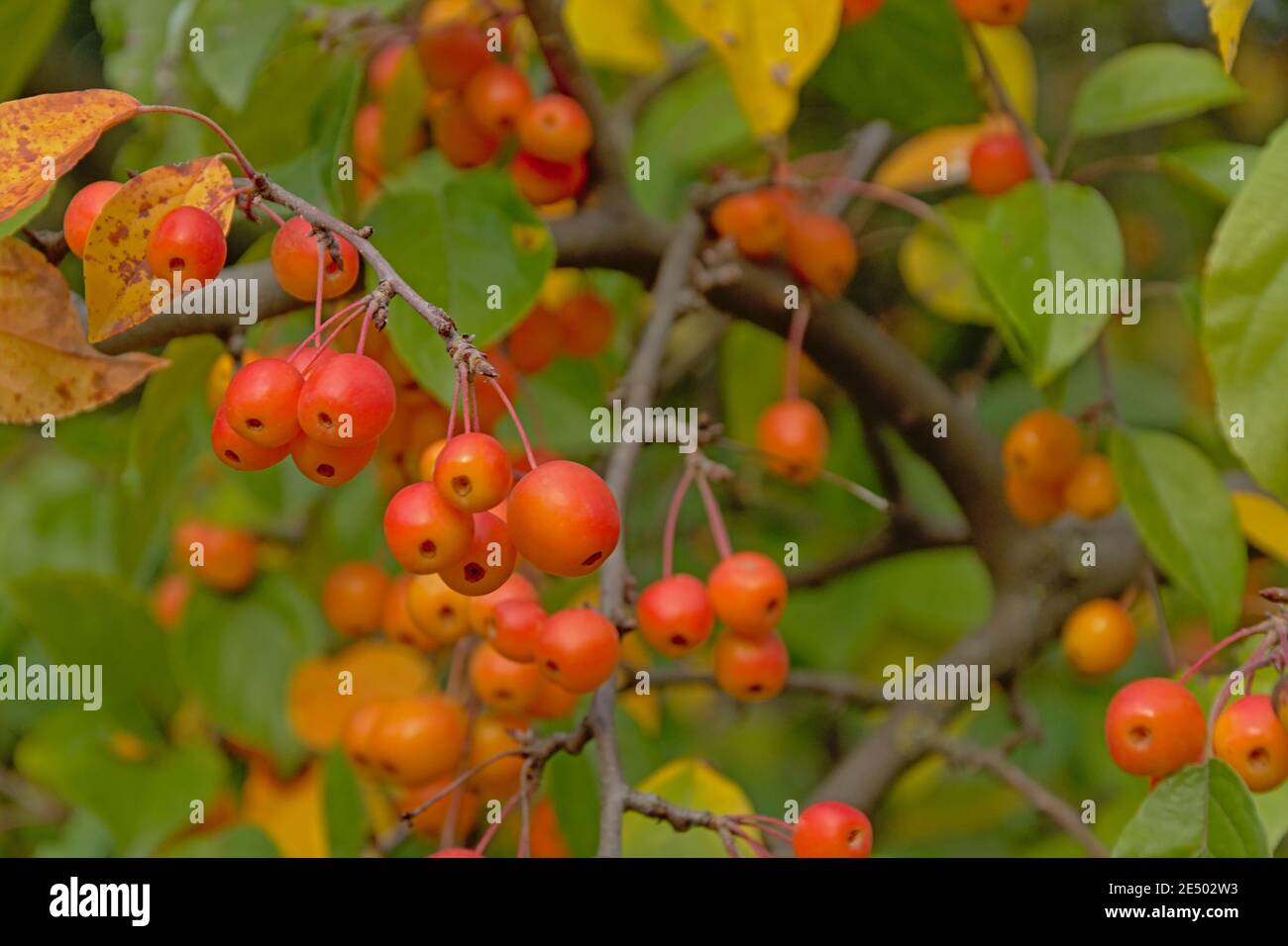 Nahaufnahme von leuchtend roten Winterbeeren und grünen Blättern, selektiver Fokus Stockfoto