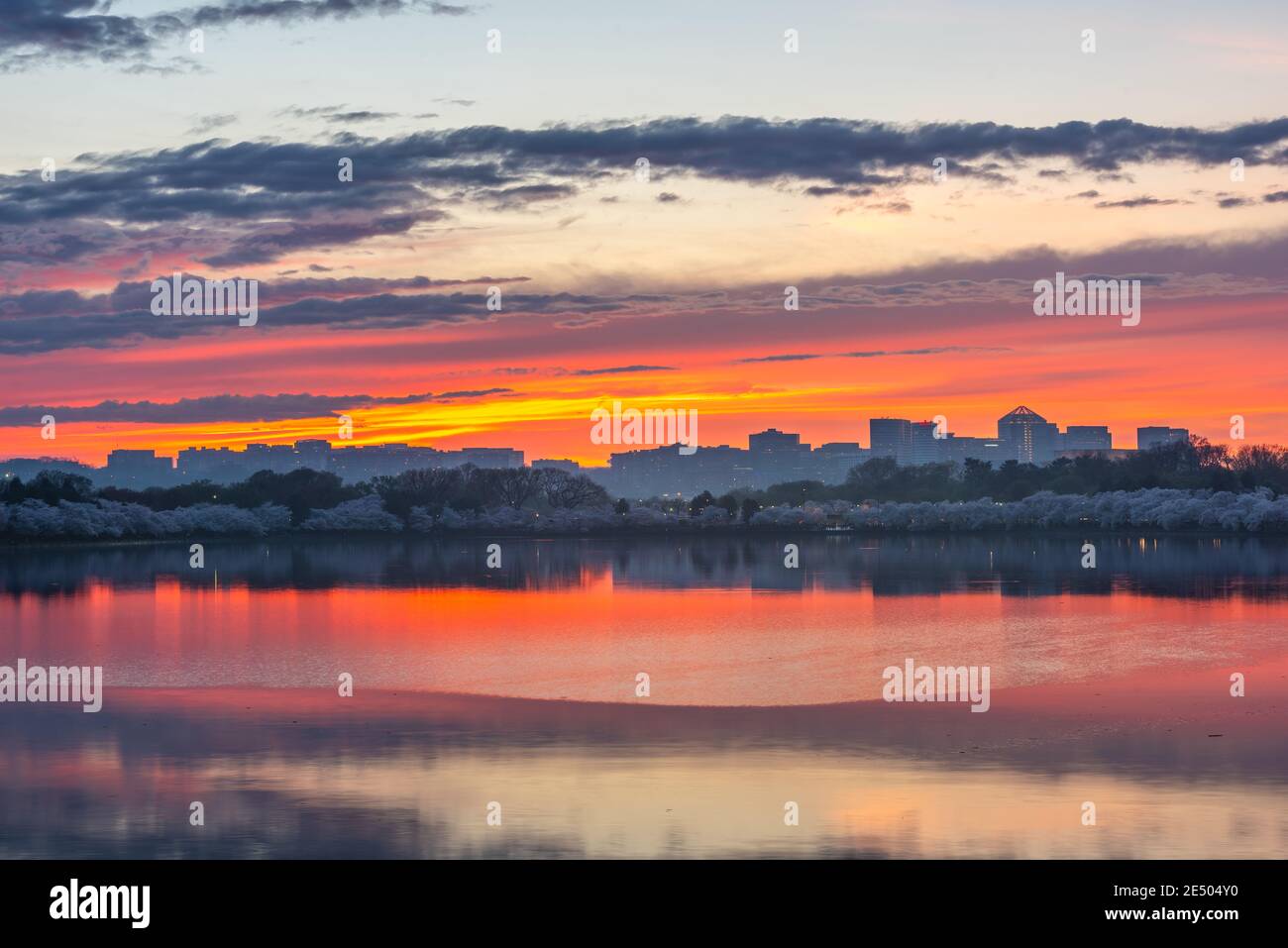 Blick auf Rosslyn, Arlington, Virginia, USA vom Gezeitenbecken in Washington DC in der Dämmerung während der Frühjahrssaison. Stockfoto