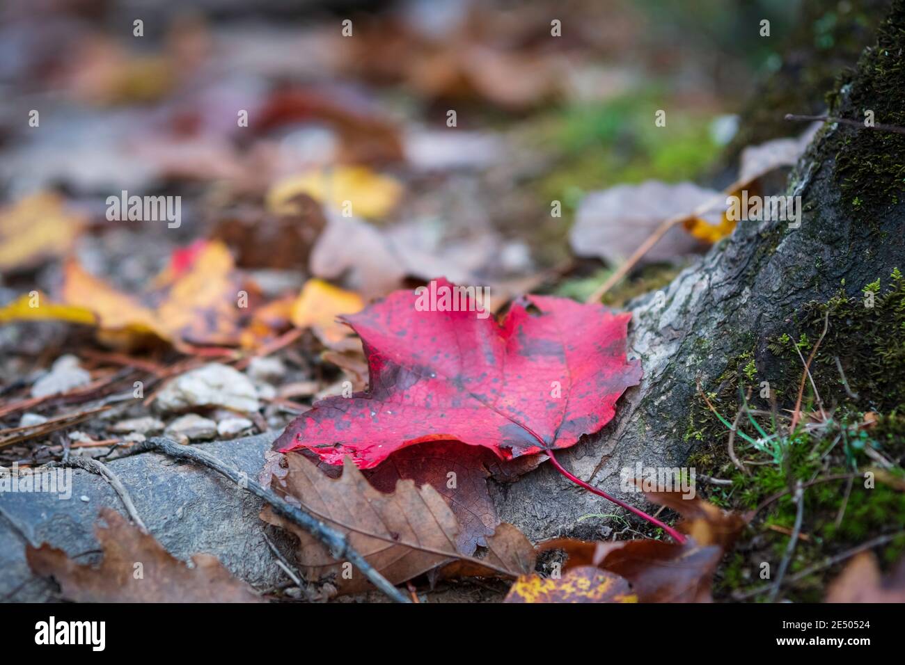 Naturhintergrund eines einzelnen roten Ahornblatts (acer rubrum), das auf einer Baumwurzel auf dem Waldboden liegt - aufgenommen mit flachem Fokus. Stockfoto