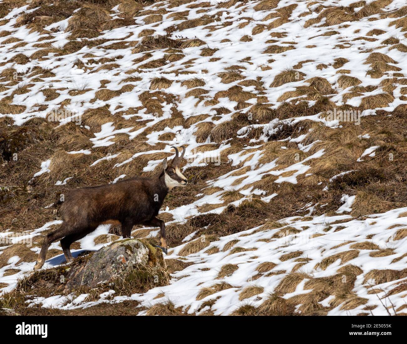 Alpine Gämsen oder Rupicapra rupicapra Klettern über Felsen Blick in die Kamera mit schmelzenden Schnee im Hintergrund. Stockfoto