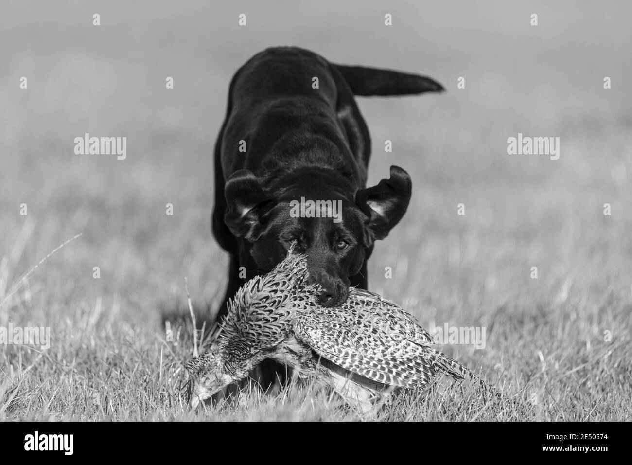 Porträt eines schwarzen Labradors, der einen Hühnerfasanen aufruft Stockfoto