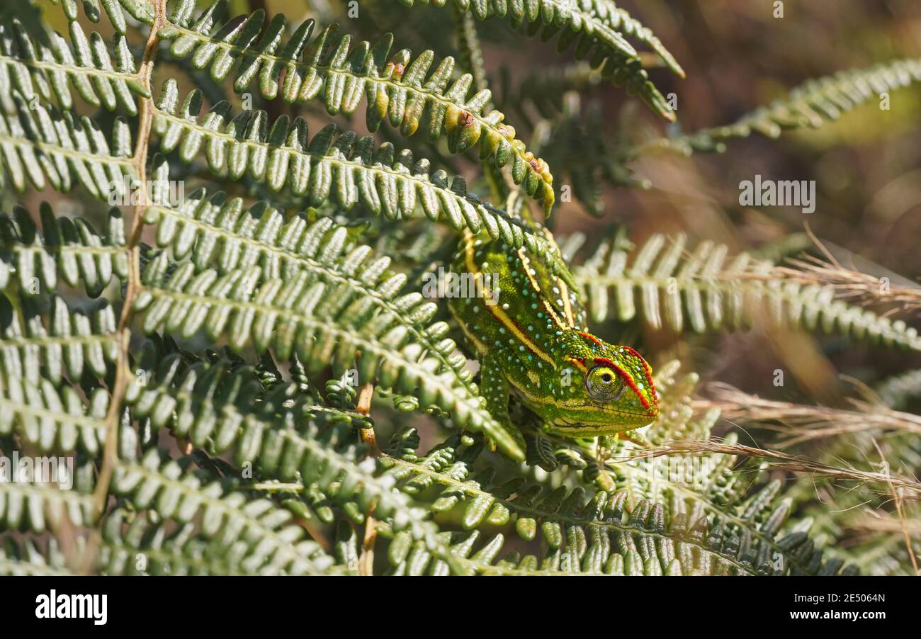 Kleines, mit Juwelen geschmücktes Campan Chamäleon - Furcifer campani - ruht auf grünen Farnblättern, die von der Sonne beleuchtet werden. Die meisten Chamäleons sind endemisch auf Madagaskar und können gesehen werden Stockfoto