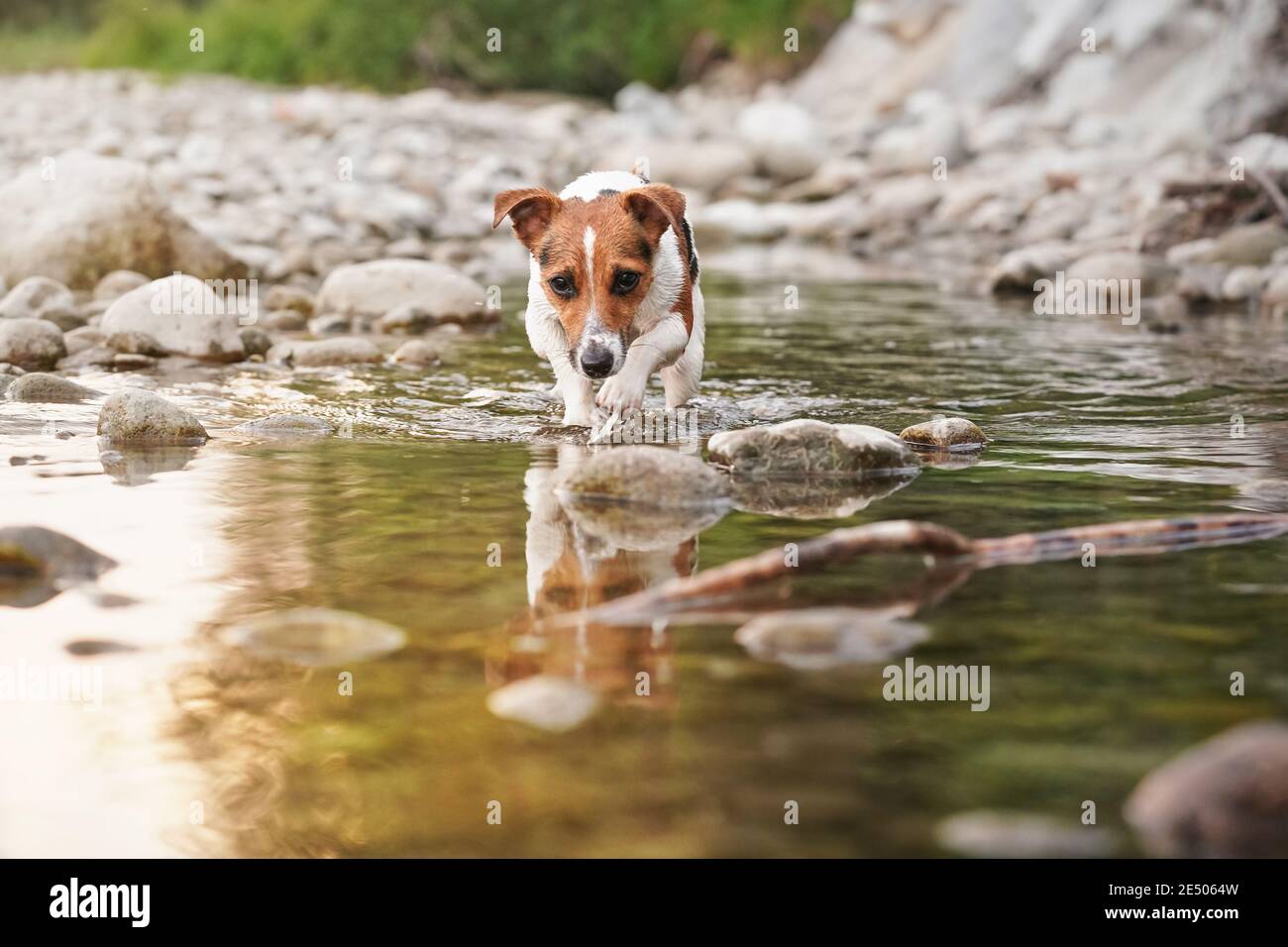 Jack Russell Terrier kriecht im seichten Wasser in Richtung Kamera, Sonne scheint auf Flussoberfläche und kleinen runden Steinen Stockfoto