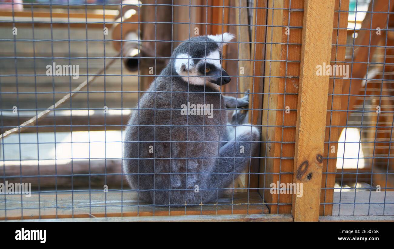 Lemur im Käfig. Hartes Leben der Tiere im Zoo Stockfoto