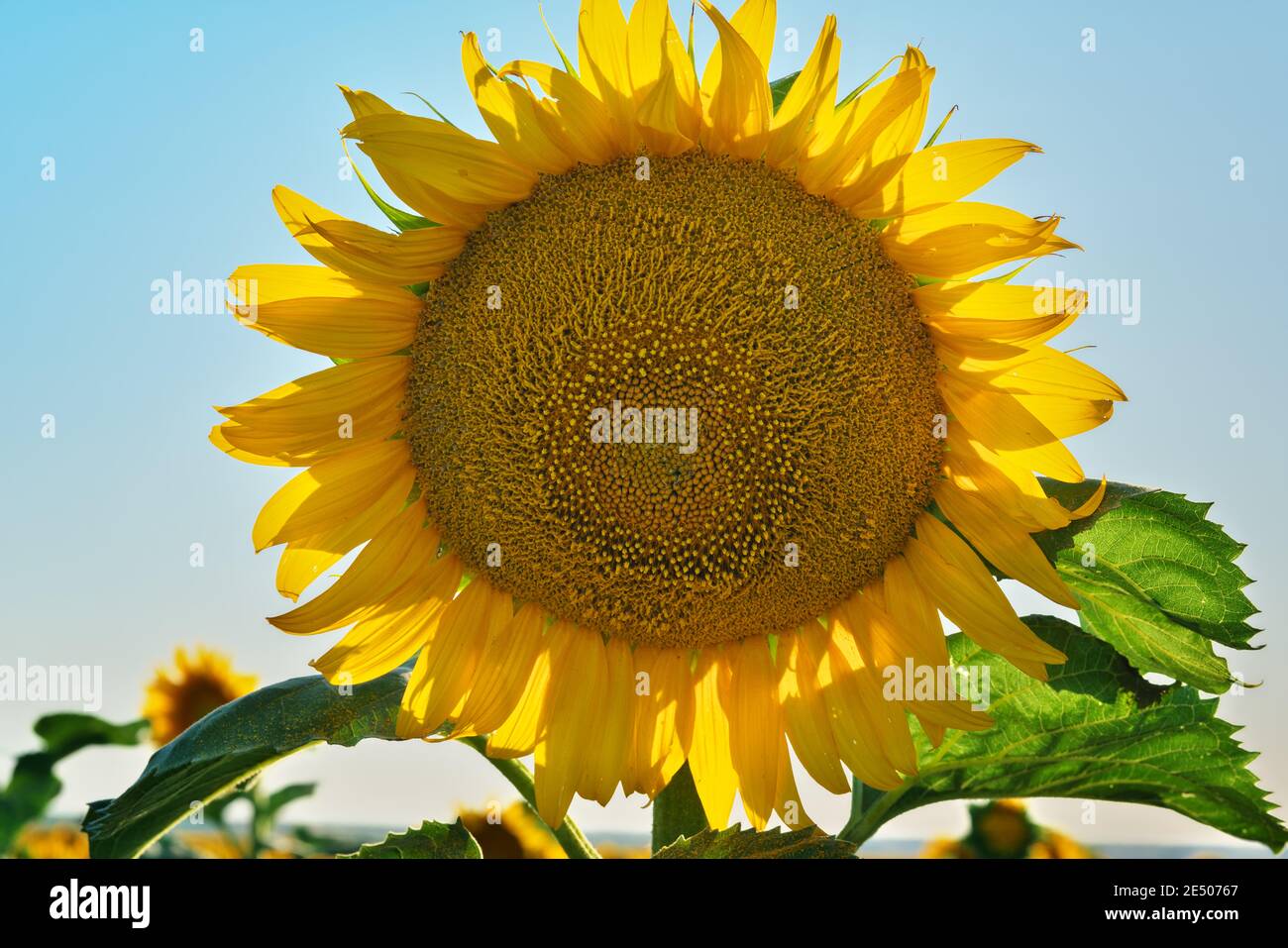Sonnenblume bei Sonnenaufgang. Wunderschöne Naturlandschaft Stockfoto